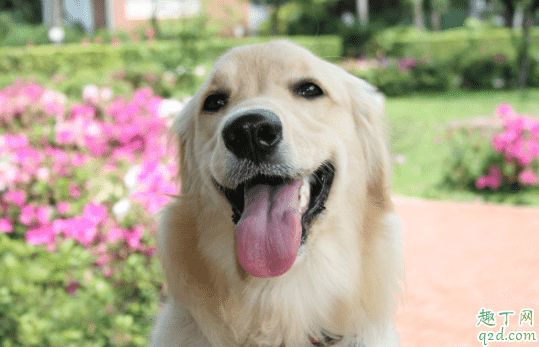 得了犬瘟的狗狗腳掌會出現什么癥狀 犬瘟熱治愈后是否終身攜帶病毒1