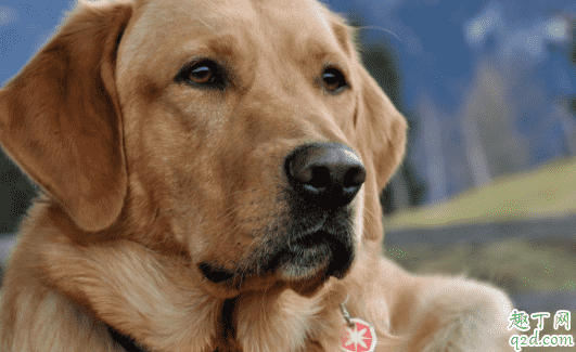 得了犬瘟的狗狗腳掌會出現什么癥狀 犬瘟熱治愈后是否終身攜帶病毒2