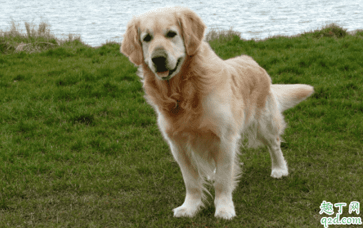 得了犬瘟的狗狗腳掌會出現什么癥狀 犬瘟熱治愈后是否終身攜帶病毒3