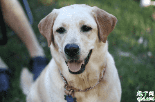 得了犬瘟的狗狗腳掌會出現什么癥狀 犬瘟熱治愈后是否終身攜帶病毒4