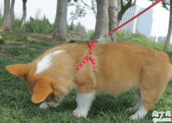 犬瘟熱怎么傳染給其他狗狗 犬瘟試紙怎么取樣1