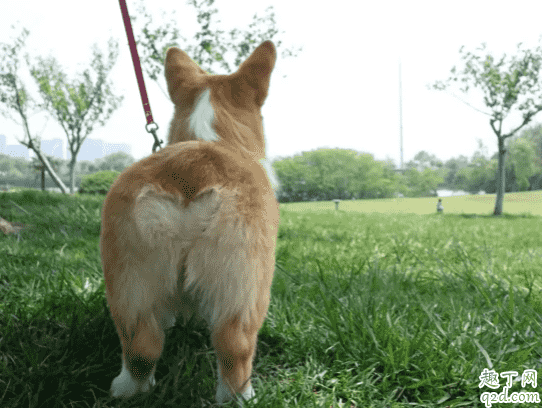犬瘟熱怎么傳染給其他狗狗 犬瘟試紙怎么取樣2