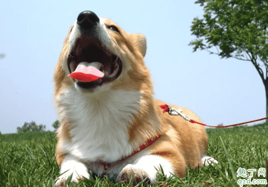 犬瘟熱怎么傳染給其他狗狗 犬瘟試紙怎么取樣4
