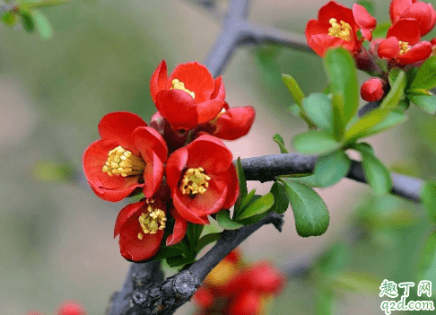 貼梗海棠好養活嗎 貼梗海棠怎么養花開旺盛1