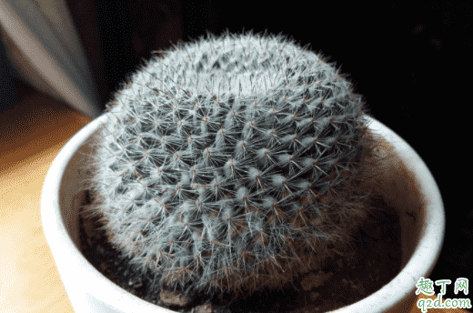 仙人球為什么會有黑斑 仙人球有花苞兩個多月了不開花為什么1