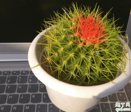 仙人球為什么會有黑斑 仙人球有花苞兩個多月了不開花為什么2