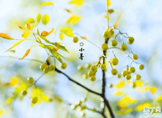 2020小暑適合結婚嗎 2020小暑會下雨嗎1