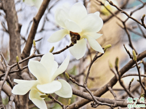 2020年3月21是什么節氣 2020年3月21日宜結婚嗎4