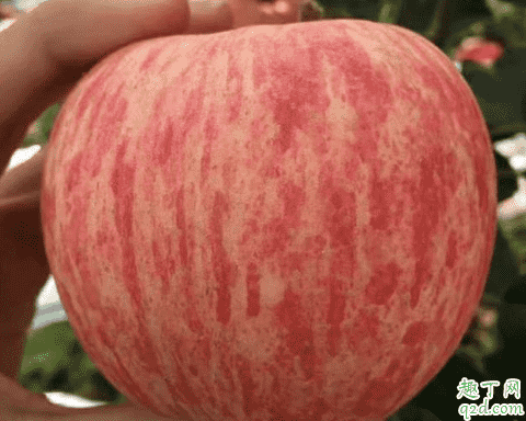 片紅蘋果與條紅蘋果哪個營養高 片紅蘋果和條紅蘋果怎么選擇3