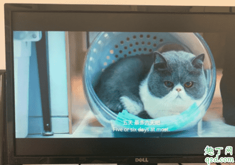 電影囧媽貓什么品種 囧媽同款貓多少錢2