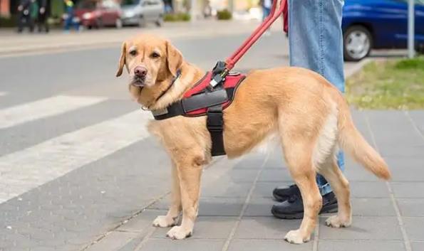 導盲犬可以進入公共場所嗎？導盲犬一般是什么品種？