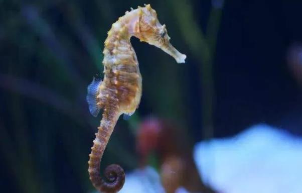 海馬為什么是爸爸生出來的？海馬是魚類嗎？
