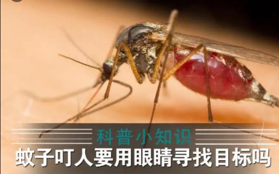 蚊子眼睛能看見東西嘛？高層為什么有蚊子