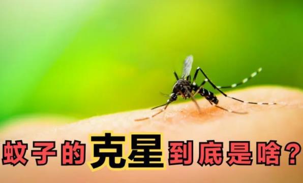 蚊子的天敵是什么動物？為什么蚊子總是在耳朵旁邊嗡嗡