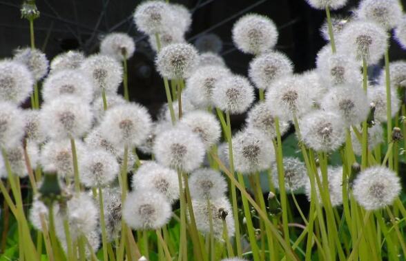 蒲公英的毛球叫什么?蒲公英茶可以天天喝嗎