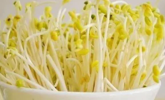 怎樣發綠豆芽最快又好？ 綠豆芽長須根的原因