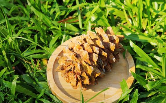 松籽在什么季節采摘？松籽有什么營養價值