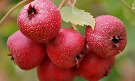 山楂一般什么時候上市?。可介c奶茶一起吃會怎樣
