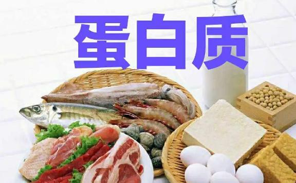 蛋白質占人體的百分之幾？蛋白質是什么