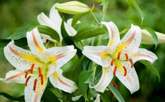 百合花一年有幾個花期？百合花秋天怎么養