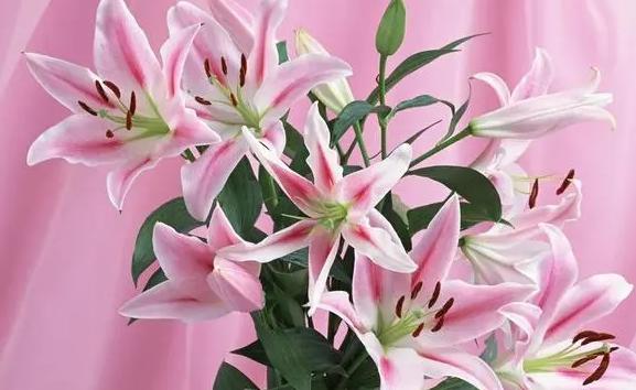 百合花有多少種類及顏色？百合花為什么要在夏天開