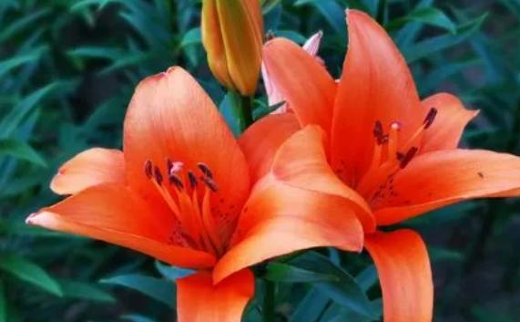 百合花的傳說是什么？百合花開花的形狀是什么樣的