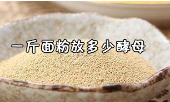 500G面粉與酵母比例是怎么樣的？上面酵母是什么東西