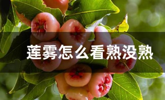 蓮霧怎么判斷熟沒熟？蓮霧可以降血糖嗎
