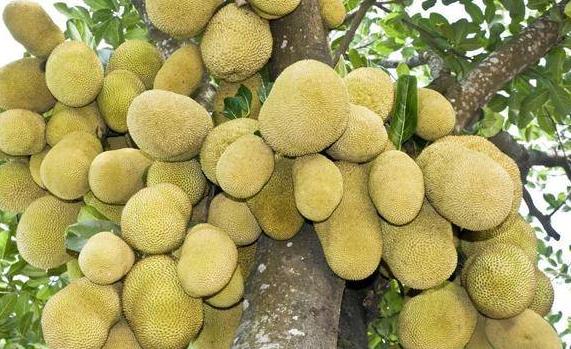 廣東菠蘿蜜幾月份成熟？菠蘿蜜有點酸怎么回事
