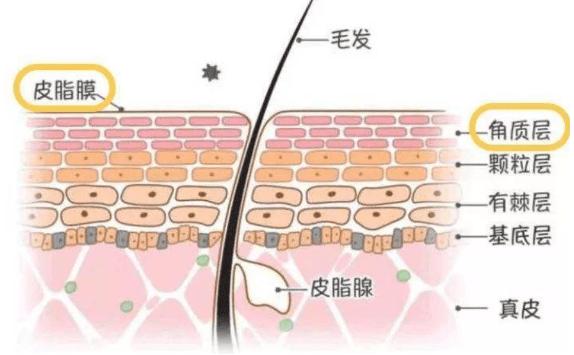 角質層薄如何修復？角質層薄用什么洗面奶