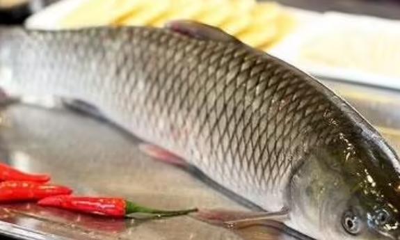 青魚和草魚哪個好吃？青魚和草魚的區別