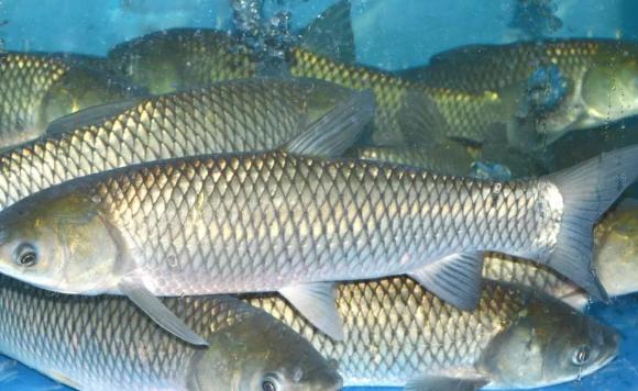 怎么挑選草魚？草魚的刺多嗎