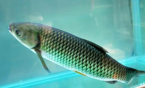 草魚可以冷凍嗎？酸菜魚可以用草魚做嗎
