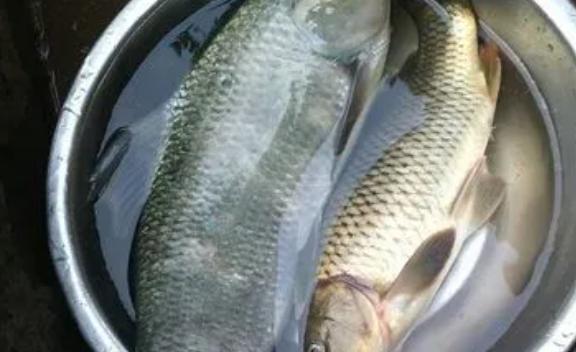 草魚放在盆里能活多久？草魚怎么打花刀
