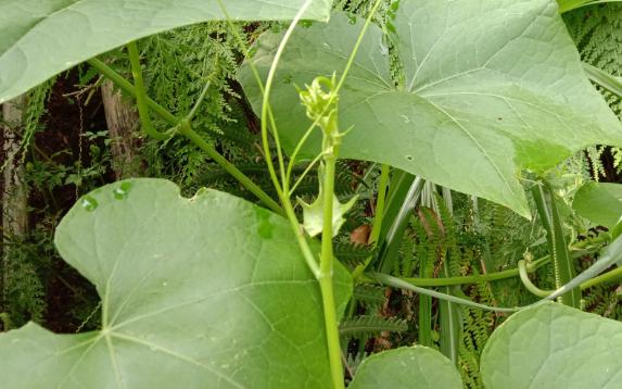 龍須菜是怎么樣的菜，您聽說過嗎？龍須菜吃法