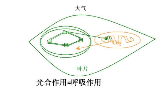 光合作用與呼吸作用的關系是什么？光合作用與有氧呼吸的區別與聯系