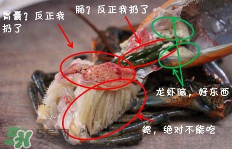 波士頓龍蝦頭能吃嗎？波士頓龍蝦哪里不能吃