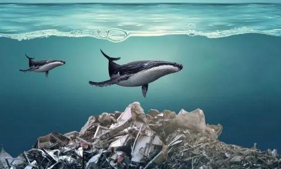 海洋污染通常是指什么？海洋中最多的生物是