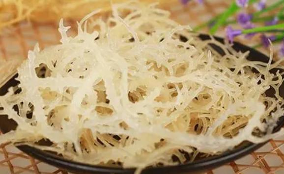 鹿角菜是什么植物？鹿角菜怎么保存