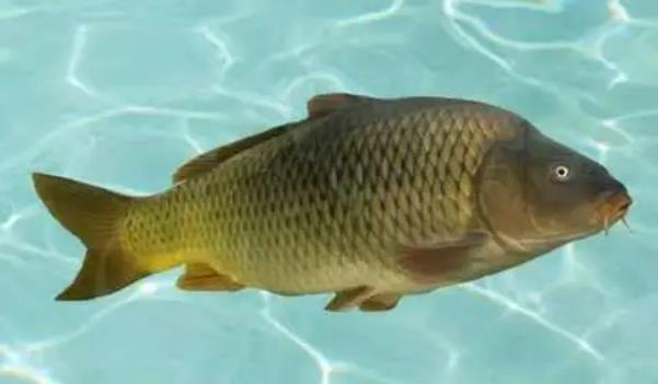 黃河鯉魚主要吃什么(鯉魚食性雜，吃食粗，凡能吃的都吃)