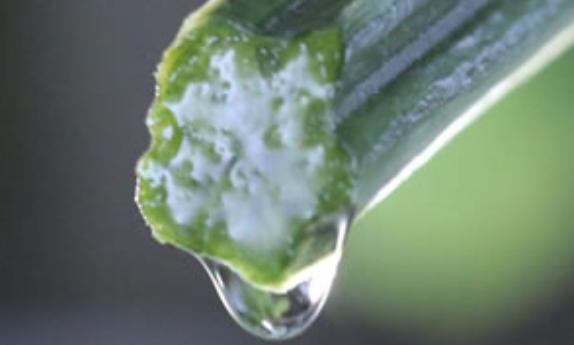 絲瓜水怎么提??？絲瓜水使用方法