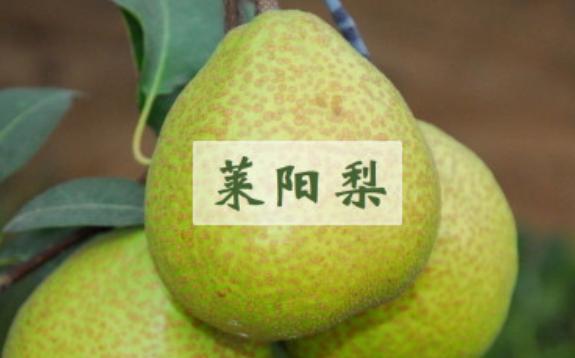 為什么萊陽梨好吃？萊陽梨的益處與作用是什么