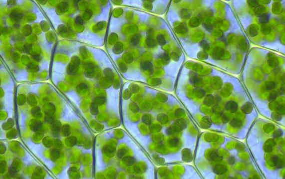 葉綠素分子的生物合成有何特點？花青素和葉綠素的區別