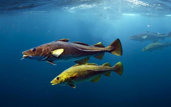 鱈魚長什么樣？鱈魚有什么營養價值呢