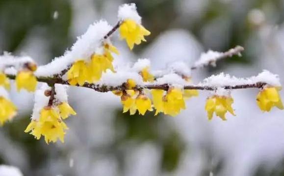 立春后會下雪嗎？下雪天要注意什么