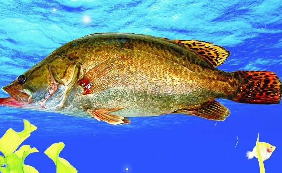 桂花魚是淡水魚還是海水魚？桂花魚的價格是多少